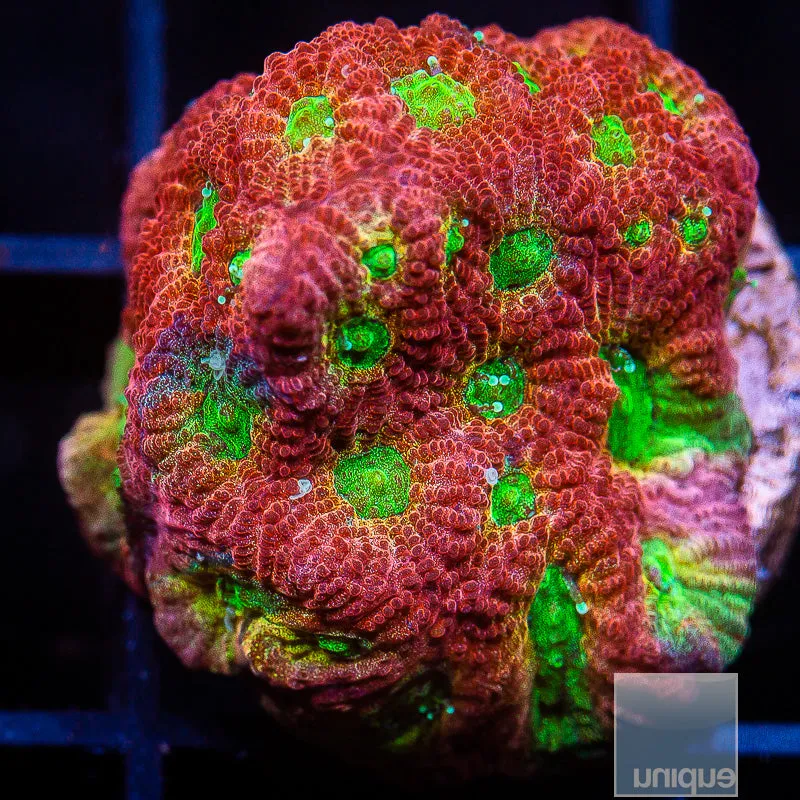 Favia sp. Unique Corals Grafted Dayglo Favia- WYSIWYG Frag LPS