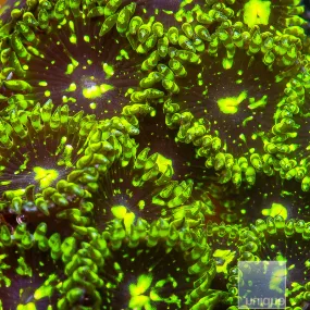 Zoanthus sp. Exosphere Zoanthid- Stock Frag